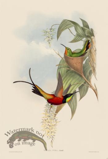 Gould Hummingbird 067